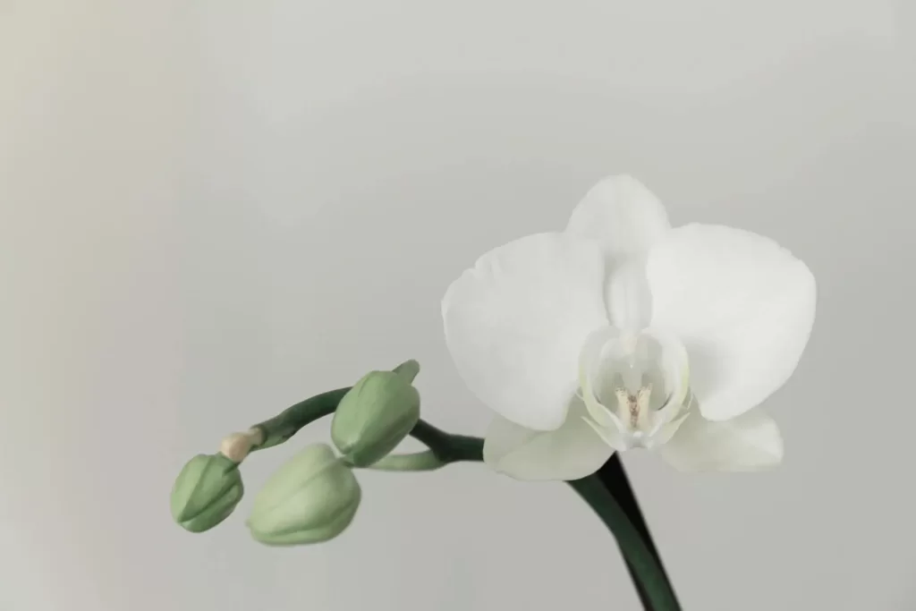 Сверхчувствительных людей иногда сравнивают с орхидеями